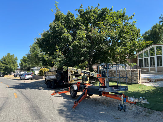 Tree Trimming/Pruning/Removal Services